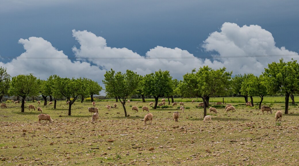 sheeps on the field with dramatic sky on the balearic island of Mallorca, Spain