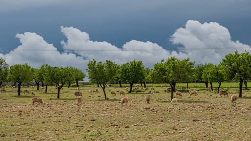 sheeps on the field with dramatic sky on the balearic island of Mallorca, Spain