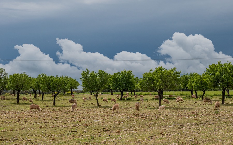 sheeps on the field with dramatic sky on the balearic island of Mallorca, Spain
