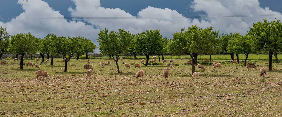A grassy field with scattered sheep and trees under a cloudy sky.