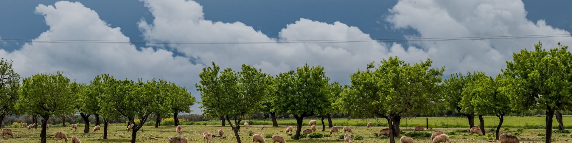A grassy field with scattered sheep and trees under a cloudy sky.