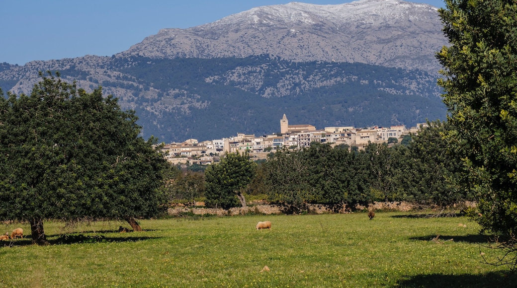 snow-capped Puig de Massanella seen from Buger village, Majorca, Balearic Islands, Spain