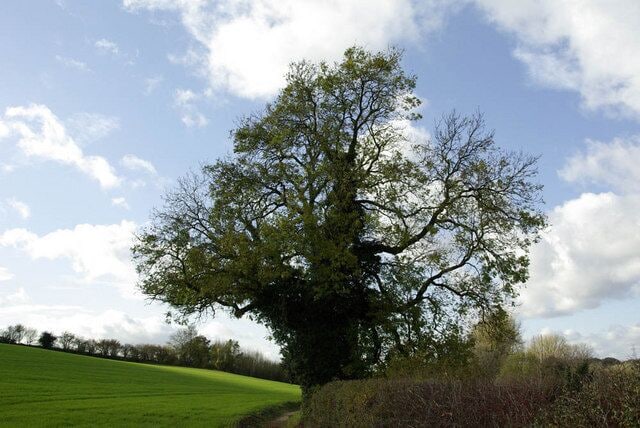 Oak tree How long has this tree been standing here while people walk along the track? On a gorgeous November day this was a wonderful place to be, away from the crowds and the traffic, but only a few minutes from Watford.