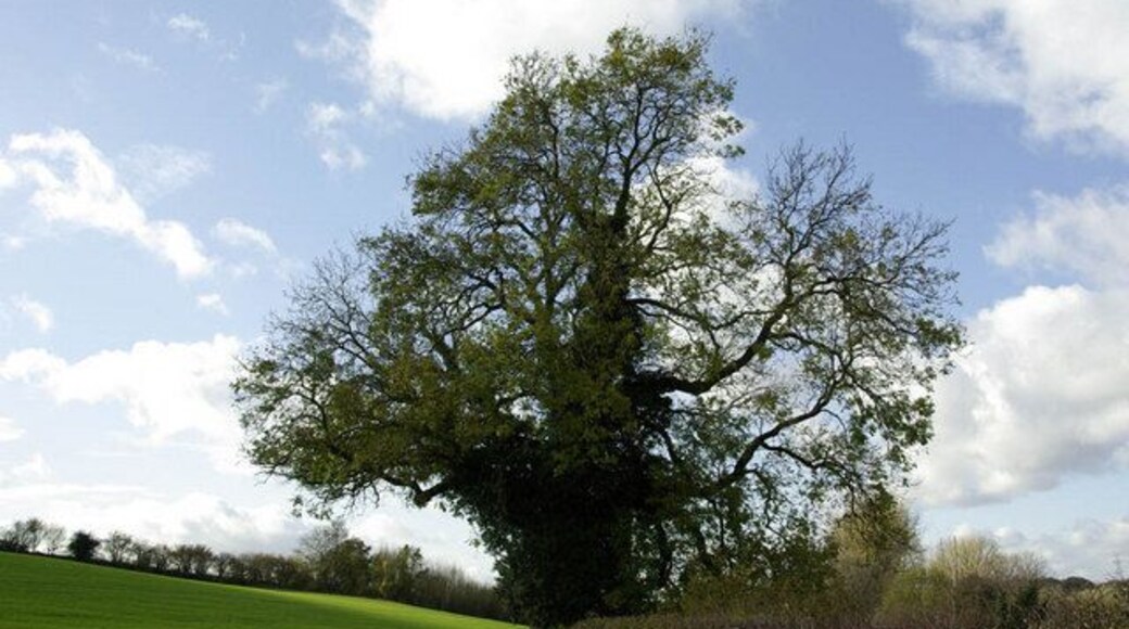 Oak tree How long has this tree been standing here while people walk along the track? On a gorgeous November day this was a wonderful place to be, away from the crowds and the traffic, but only a few minutes from Watford.
