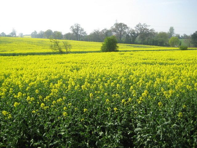 Radlett: Oil seed rape in the valley of Radlett Brook Radlett Brook runs in the dip marked with a straight green line between two fields of oil seed rape.