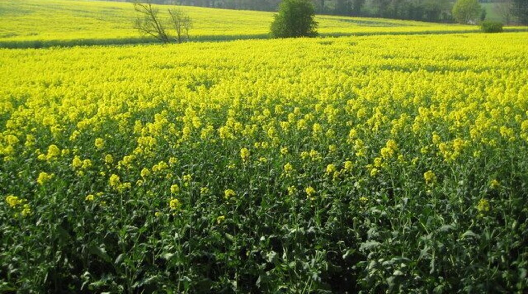 Radlett: Oil seed rape in the valley of Radlett Brook Radlett Brook runs in the dip marked with a straight green line between two fields of oil seed rape.