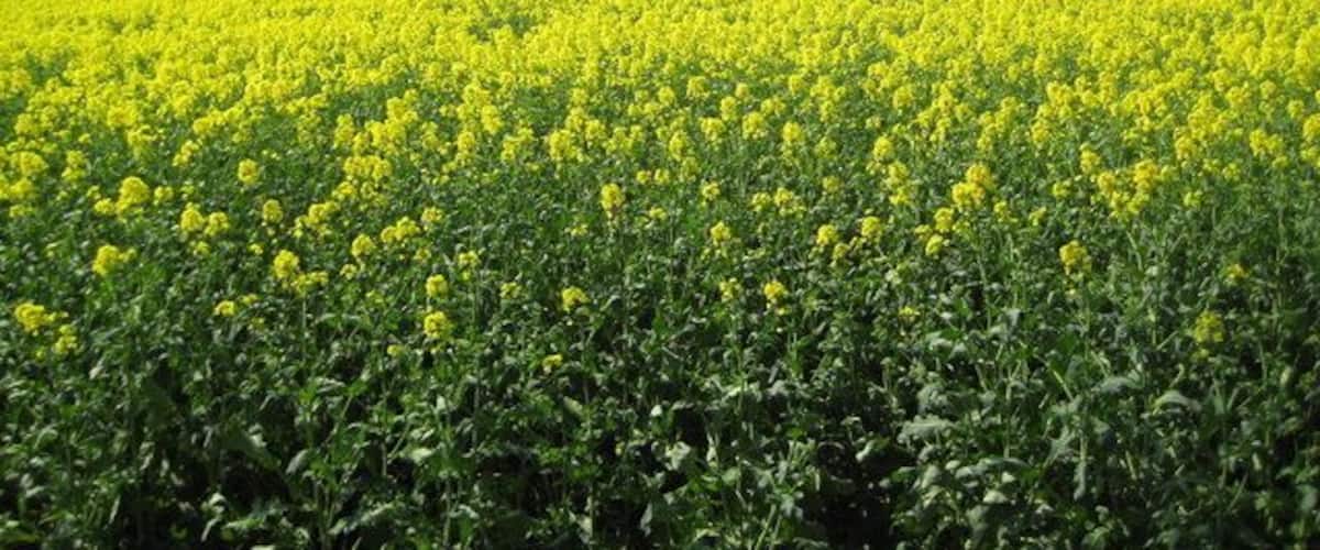 Radlett: Oil seed rape in the valley of Radlett Brook Radlett Brook runs in the dip marked with a straight green line between two fields of oil seed rape.
