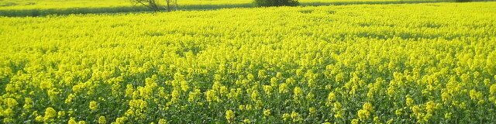 Radlett: Oil seed rape in the valley of Radlett Brook Radlett Brook runs in the dip marked with a straight green line between two fields of oil seed rape.