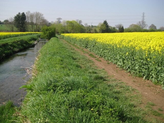 Radlett Brook. Radlett Brook is a tributary of the River Colne and is seen here looking downstream between fields of oil seed rape. This is the green band seen in 1263094.