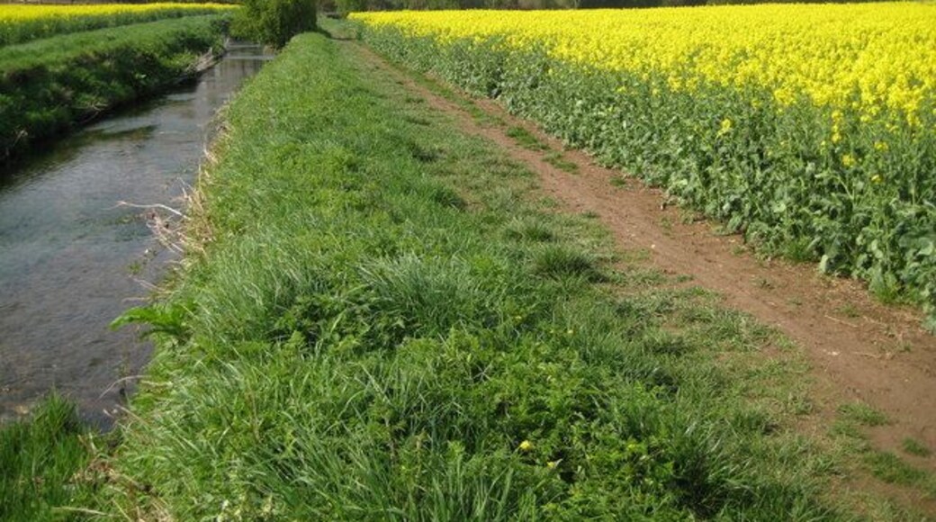 Radlett Brook. Radlett Brook is a tributary of the River Colne and is seen here looking downstream between fields of oil seed rape. This is the green band seen in 1263094.