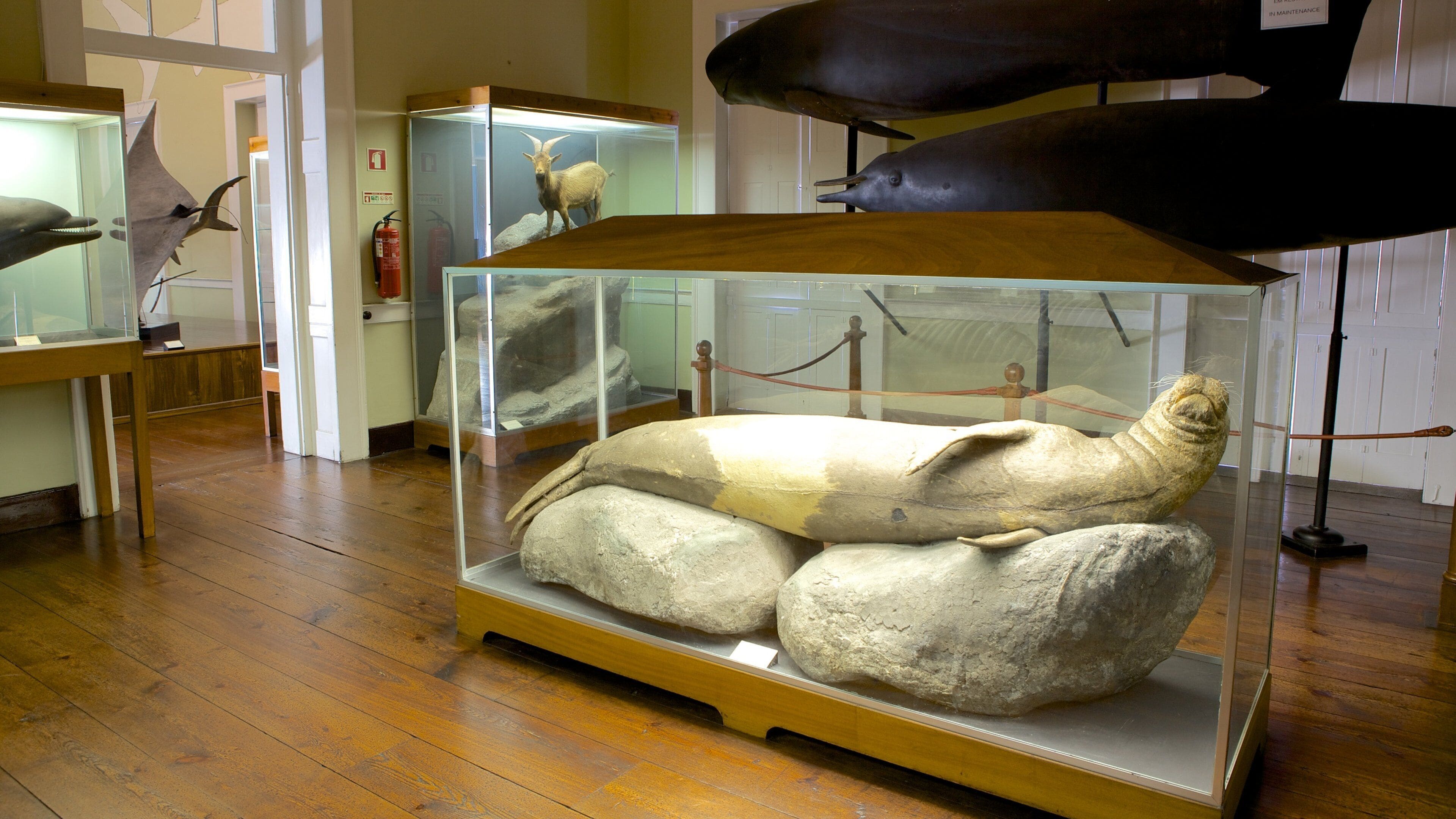 Museum of Natural History showing interior views