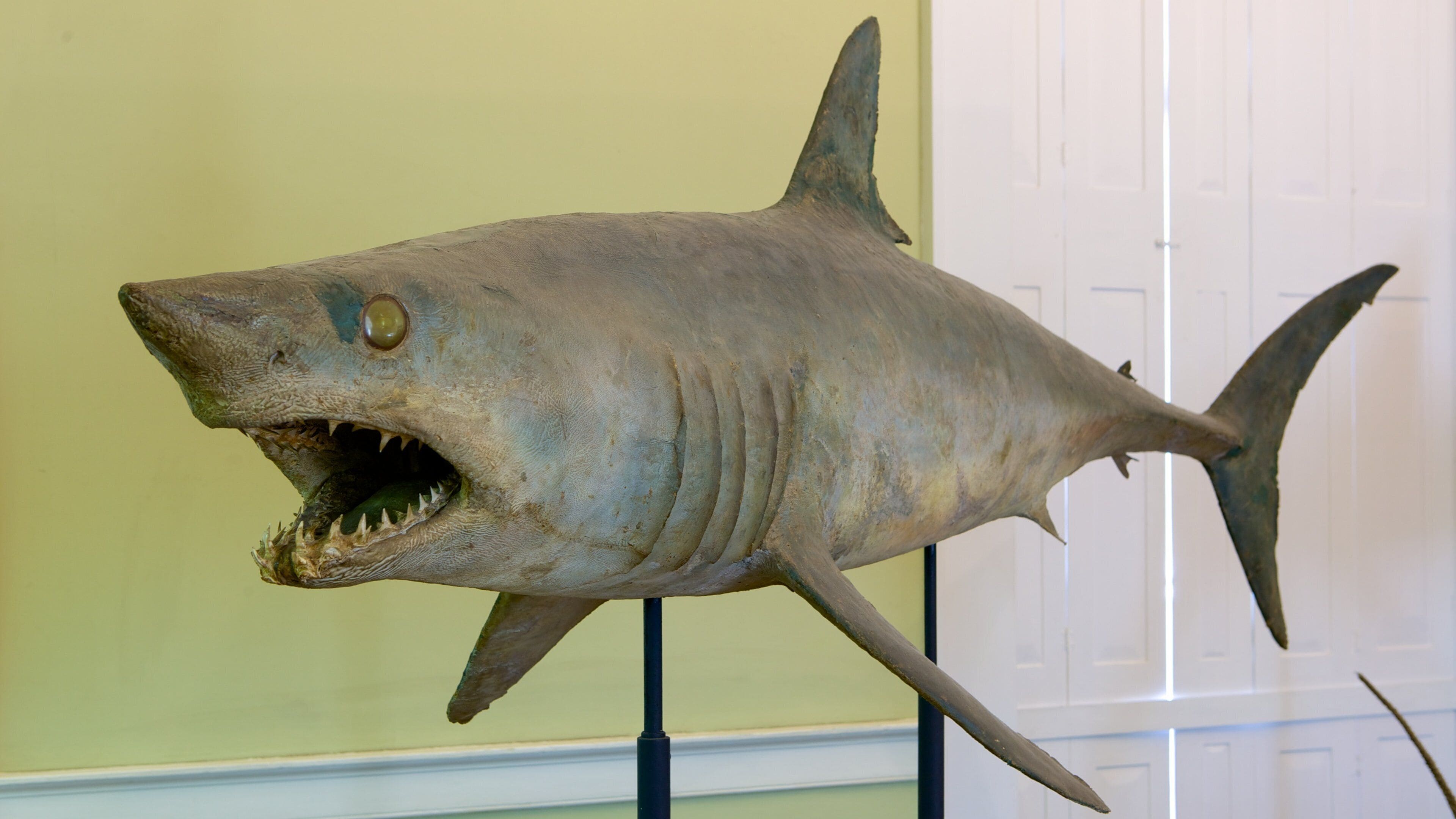 Museum of Natural History showing marine life, interior views and dangerous animals