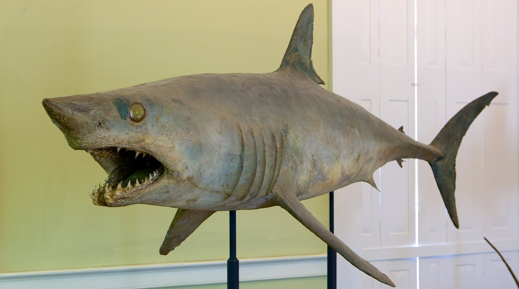 Museum of Natural History showing marine life, interior views and dangerous animals