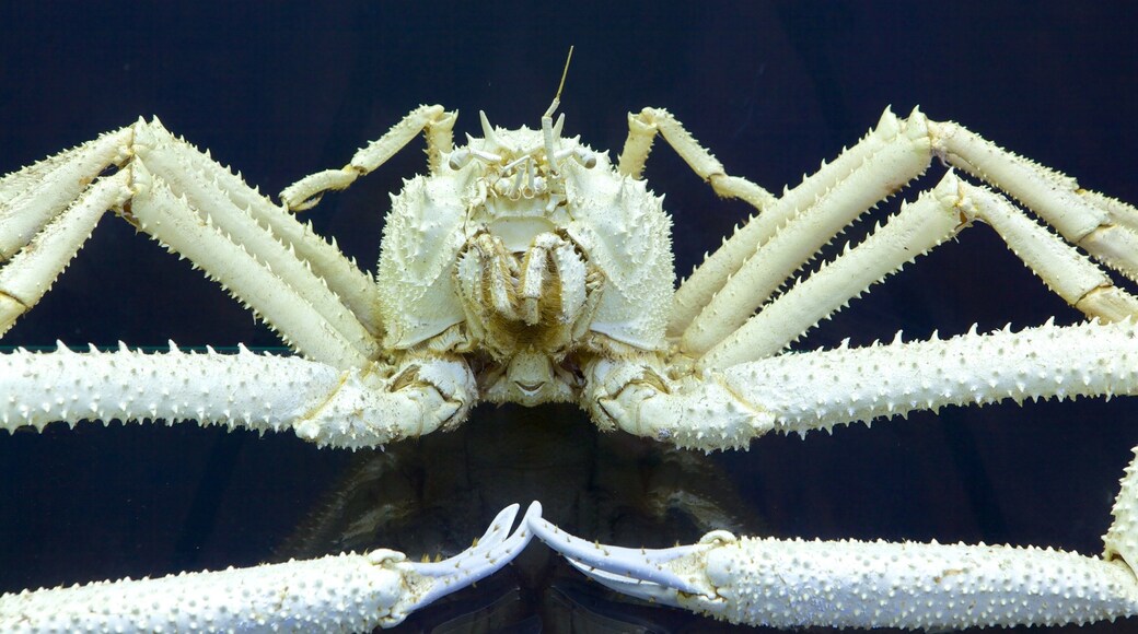 Museum of Natural History showing interior views