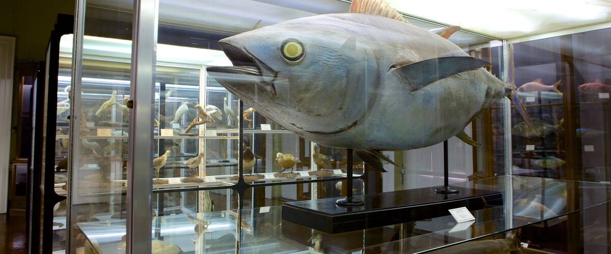 Museo de Historia Natural ofreciendo vistas interiores