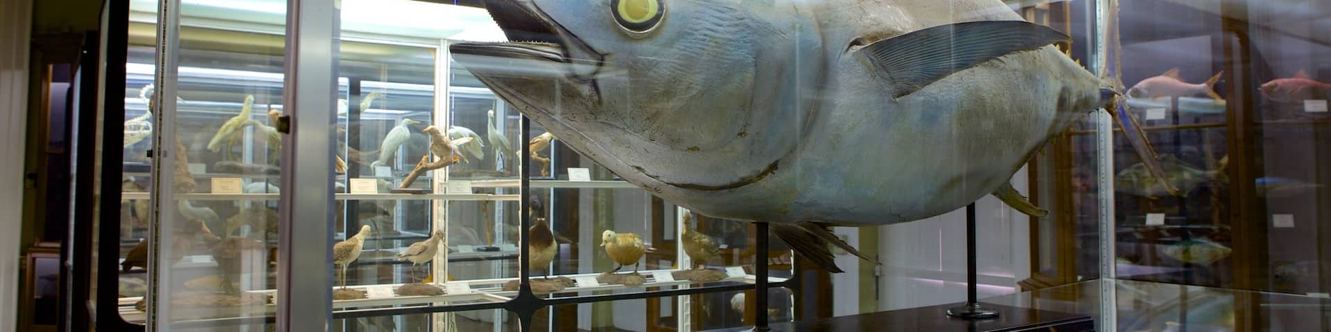 A large fish exhibit in a museum.