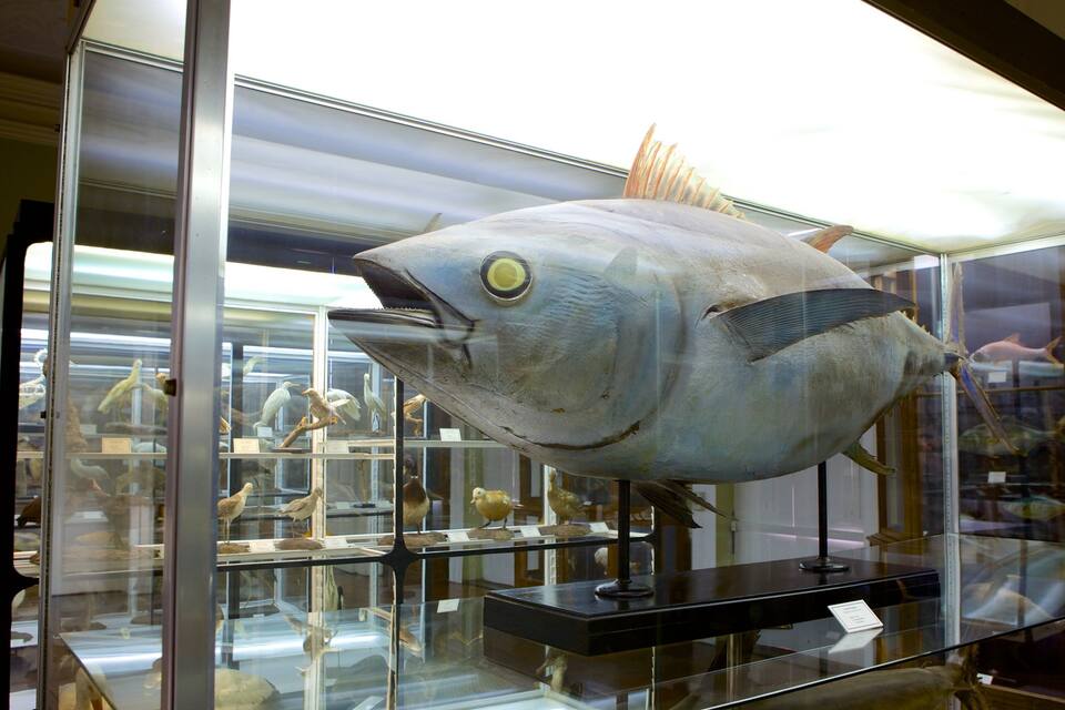 Un gran aquari amb peixos en un museu.