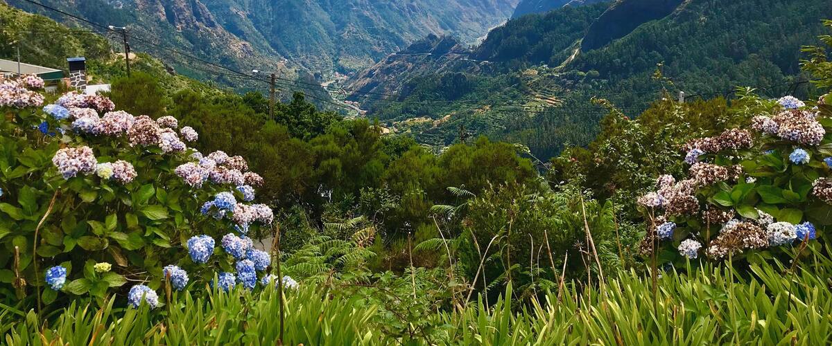 A mountainous landscape with lush greenery and hydrangea flowers in the foreground.