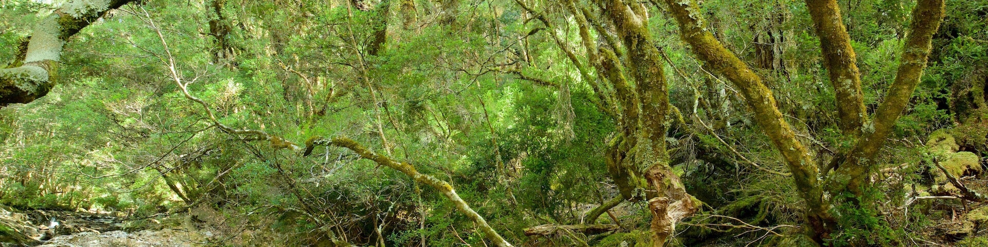 Sendero Enchanted Nature ofreciendo bosques