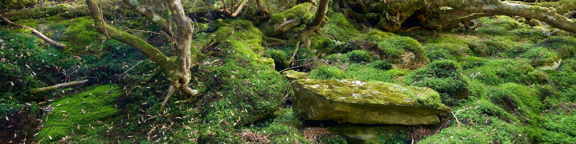 A moss-covered forest floor with fallen trees and a large mossy rock.