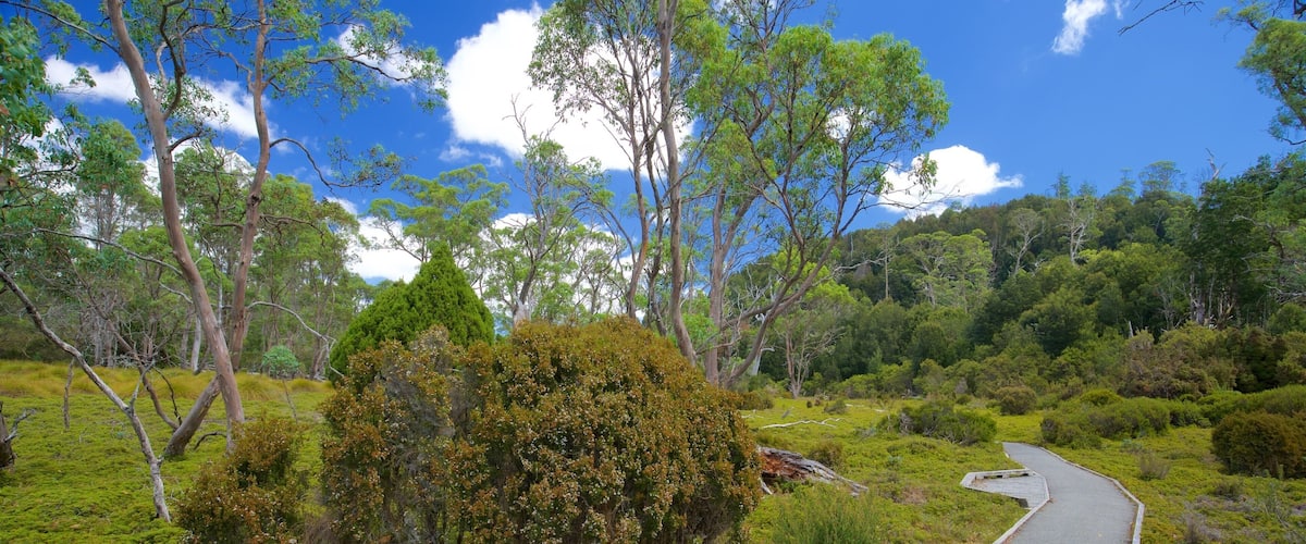 Cradle Mountain which includes tranquil scenes and a park
