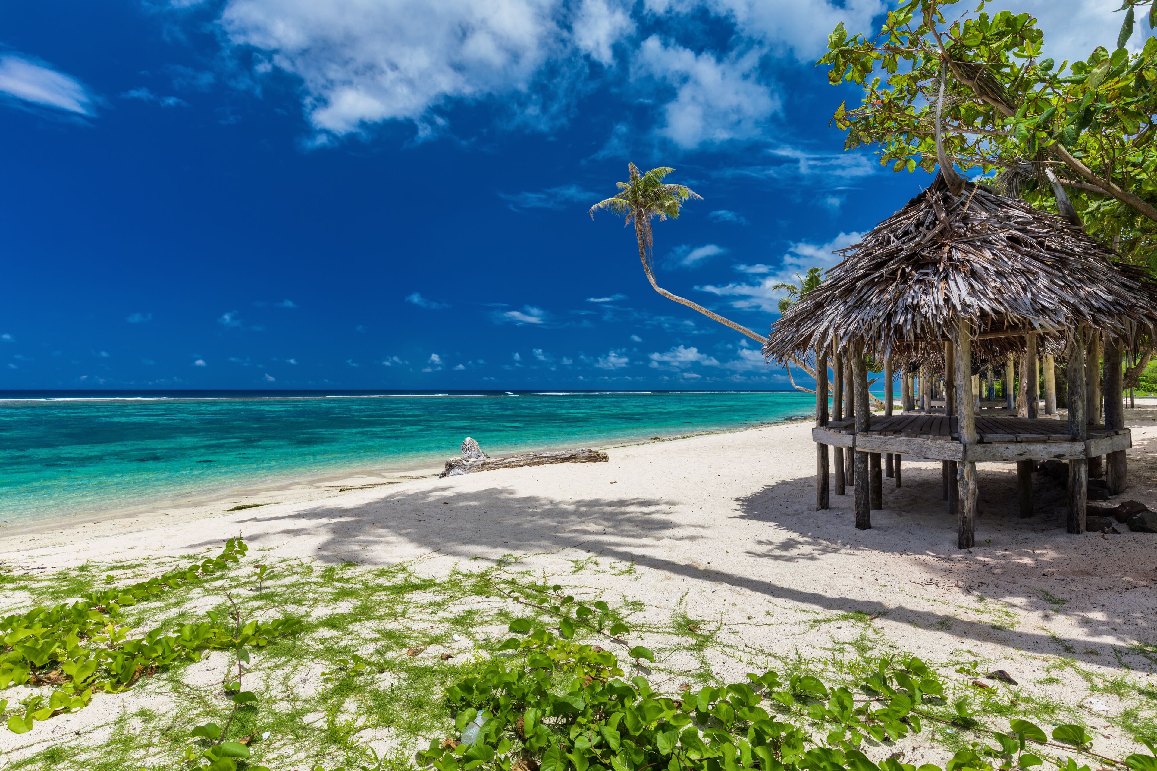 Tropical vibrant beach on Samoa Island with palm tree and fale
