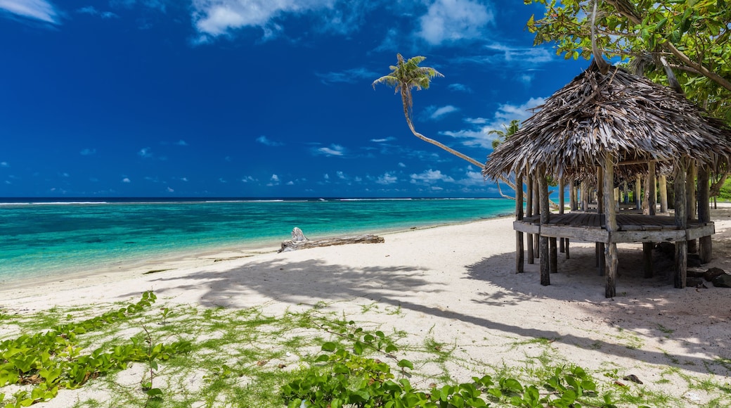 Tropical vibrant beach on Samoa Island with palm tree and fale