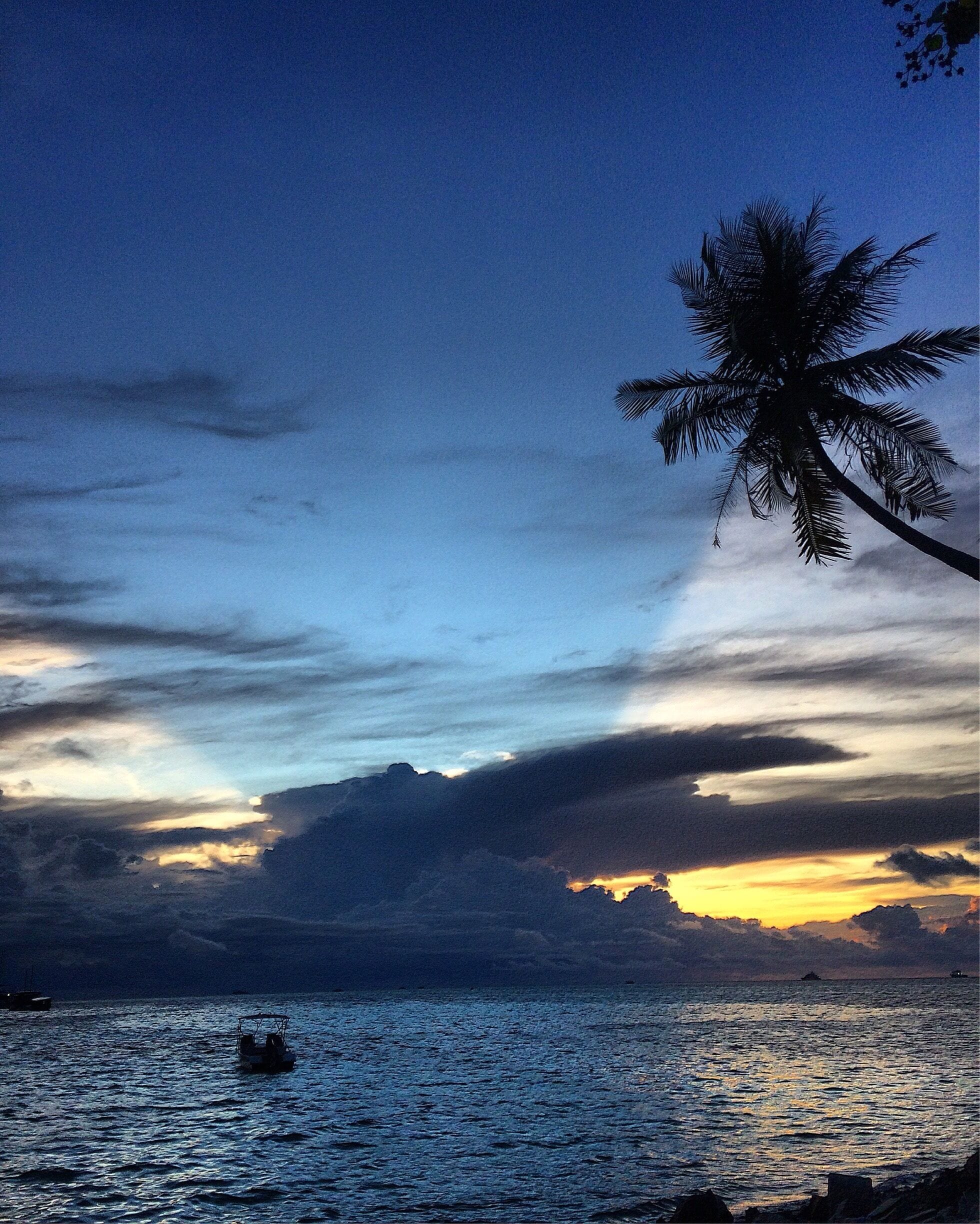 A sunset over a calm sea with a palm tree silhouetted against the sky.
