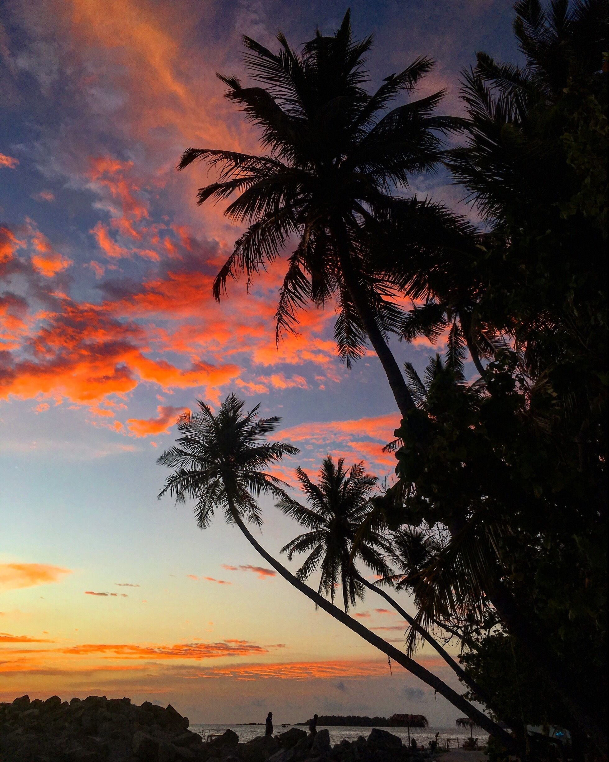 A sunset with palm trees silhouetted against a colorful sky.