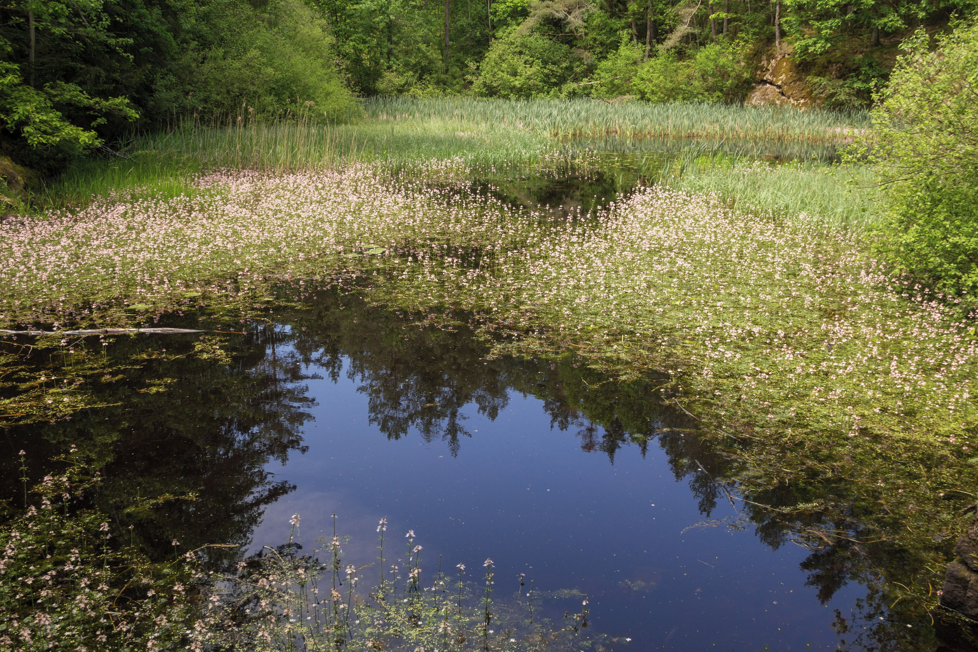 Steinbrüche bei Wendelstein, Wernloch, LSG Schutz des Landschaftsraumes im Gebiet des Landkreises Roth - "Südliches Mittelfränkisches Becken östlich der Schwäbischen Rezat und der Rednitz mit Vorland der Mittleren Frankenalb" (LSG Ost), FFH-Gebiet, Kornberge bei Worzeldorf, Vogelschutzgebiet, Nürnberger Reichswald
