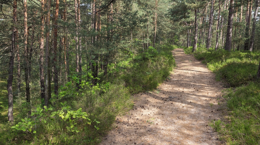 Naturschutzgebiet, Neumarkt in der Oberpfalz, Neumarkter Sanddünen