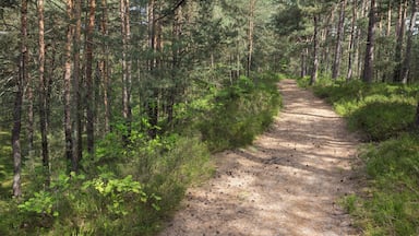 Naturschutzgebiet, Neumarkt in der Oberpfalz, Neumarkter Sanddünen