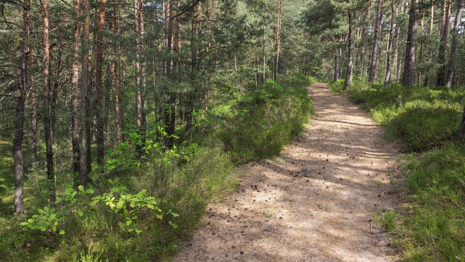 A forested dirt path surrounded by tall pine trees.