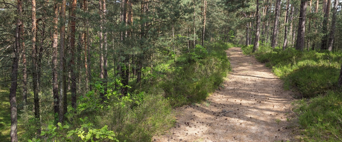A forested dirt path surrounded by tall pine trees.
