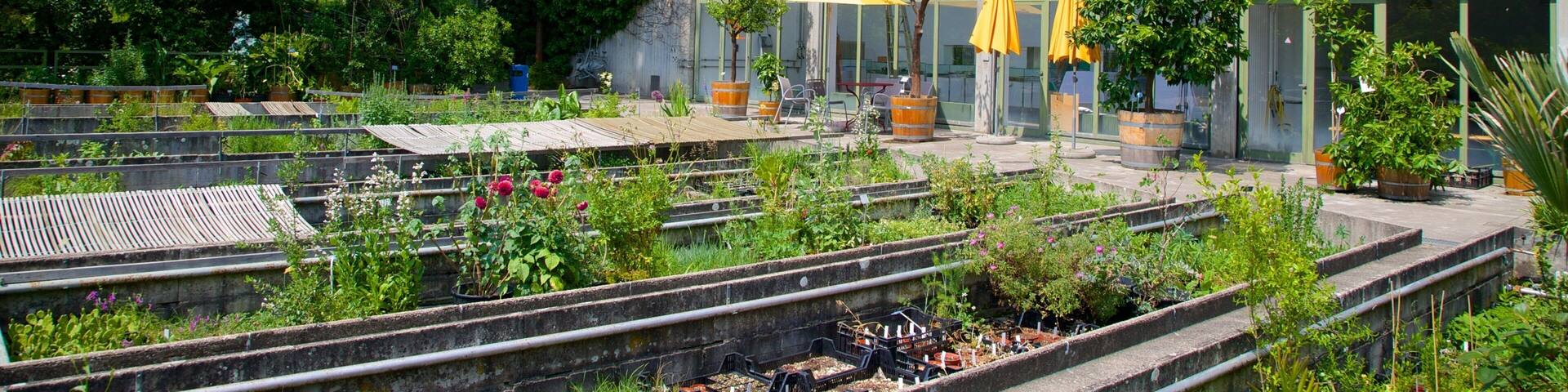 Botanical Garden showing a garden