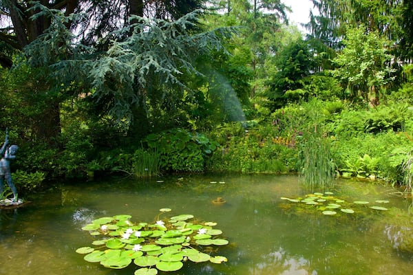 Botanischer Garten welches beinhaltet Park und Teich