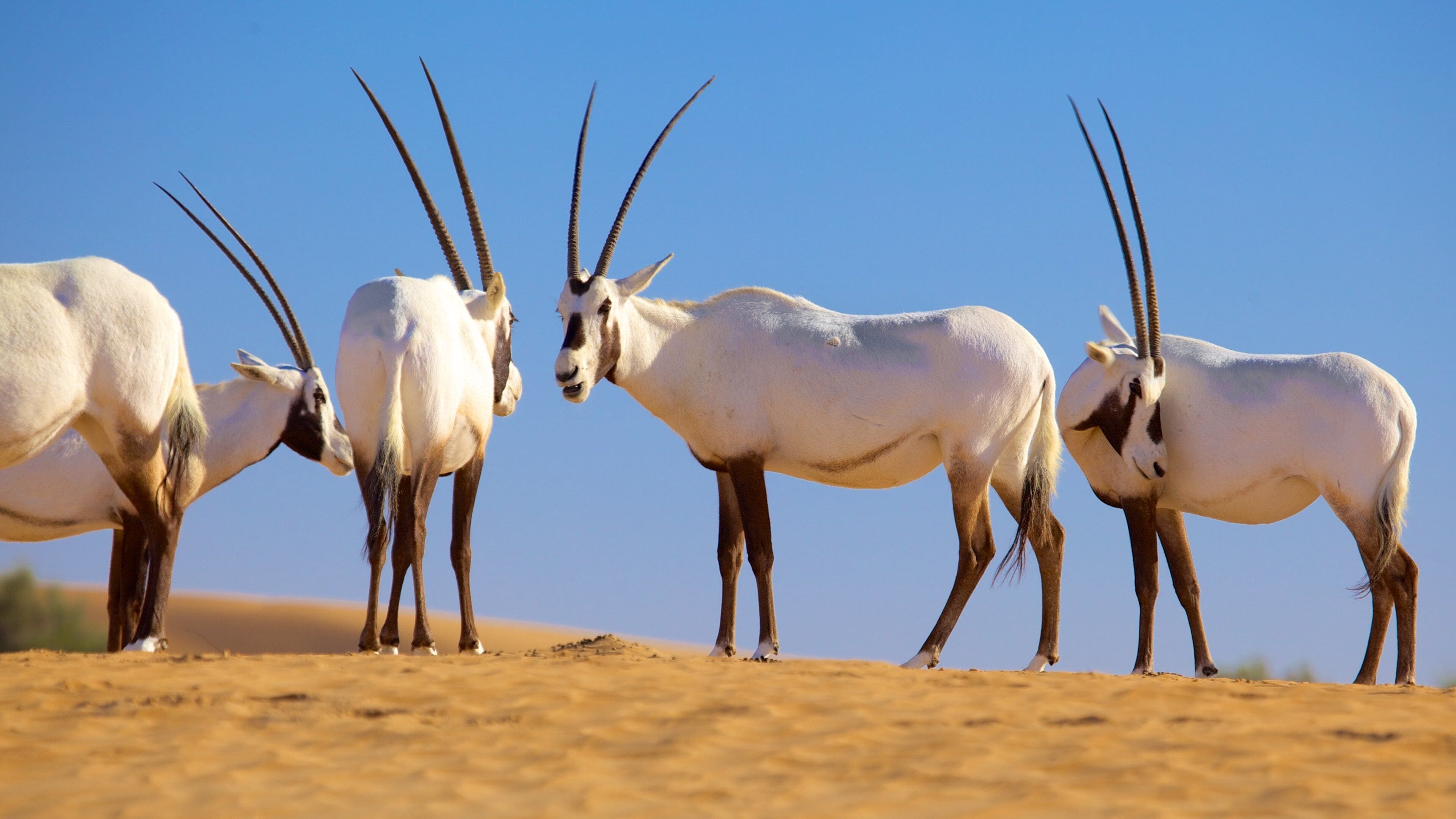 Dubai Desert featuring land animals and desert views