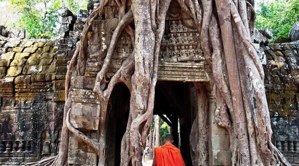 Giant tree growing over the ancient ruins.