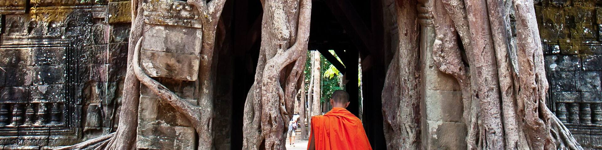 Giant tree growing over the ancient ruins.