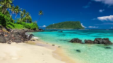 Vibrant tropical Lalomanu beach on Samoa Island with coconut palm trees