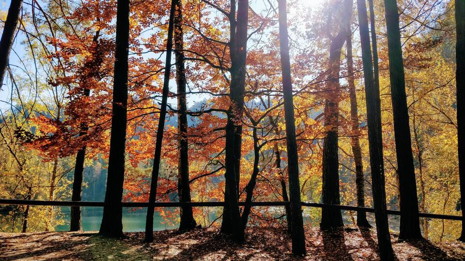 A forest with tall trees and a lake in the background.