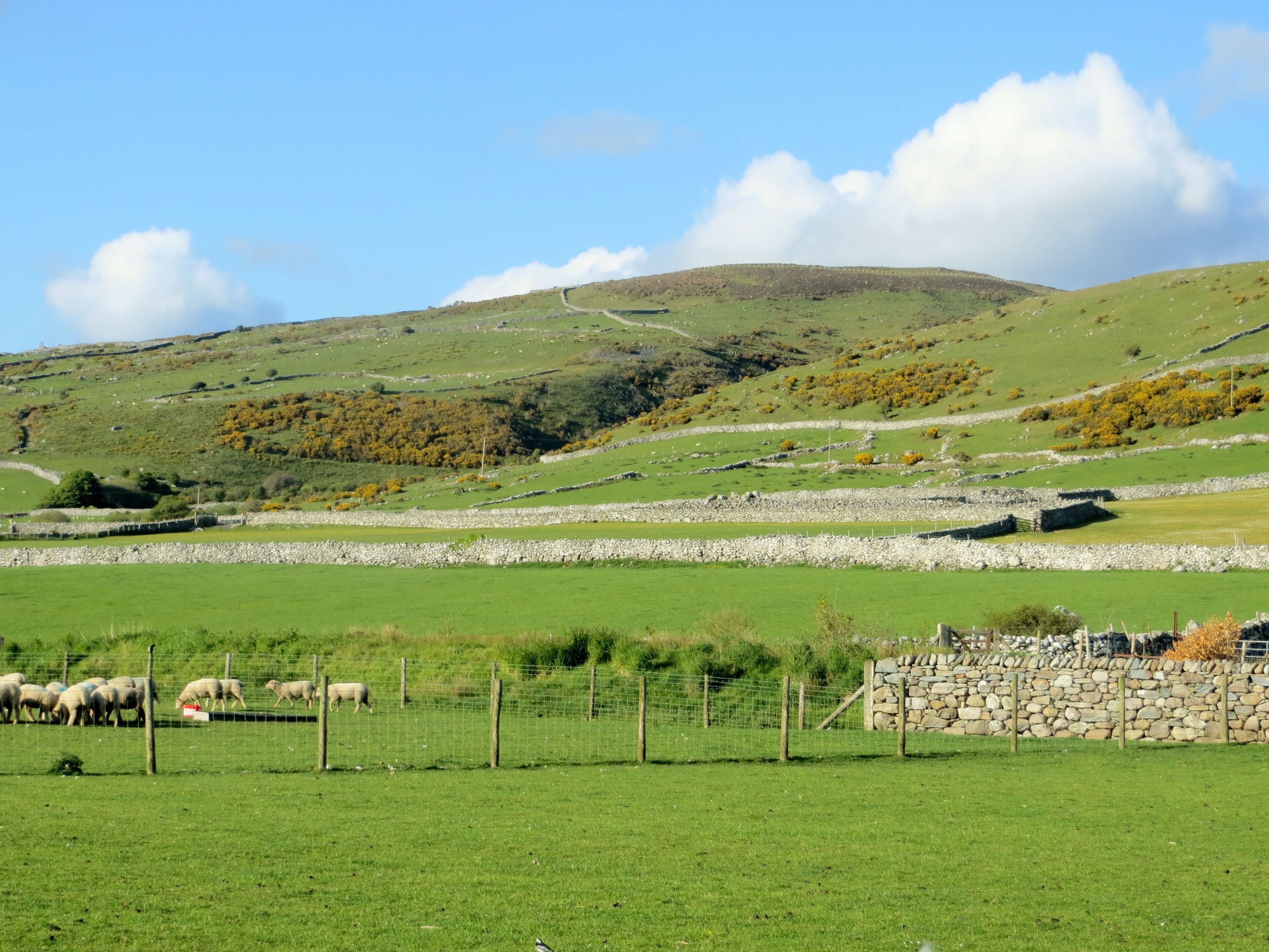 Hillside above Egryn Abbey - 30th May 2013