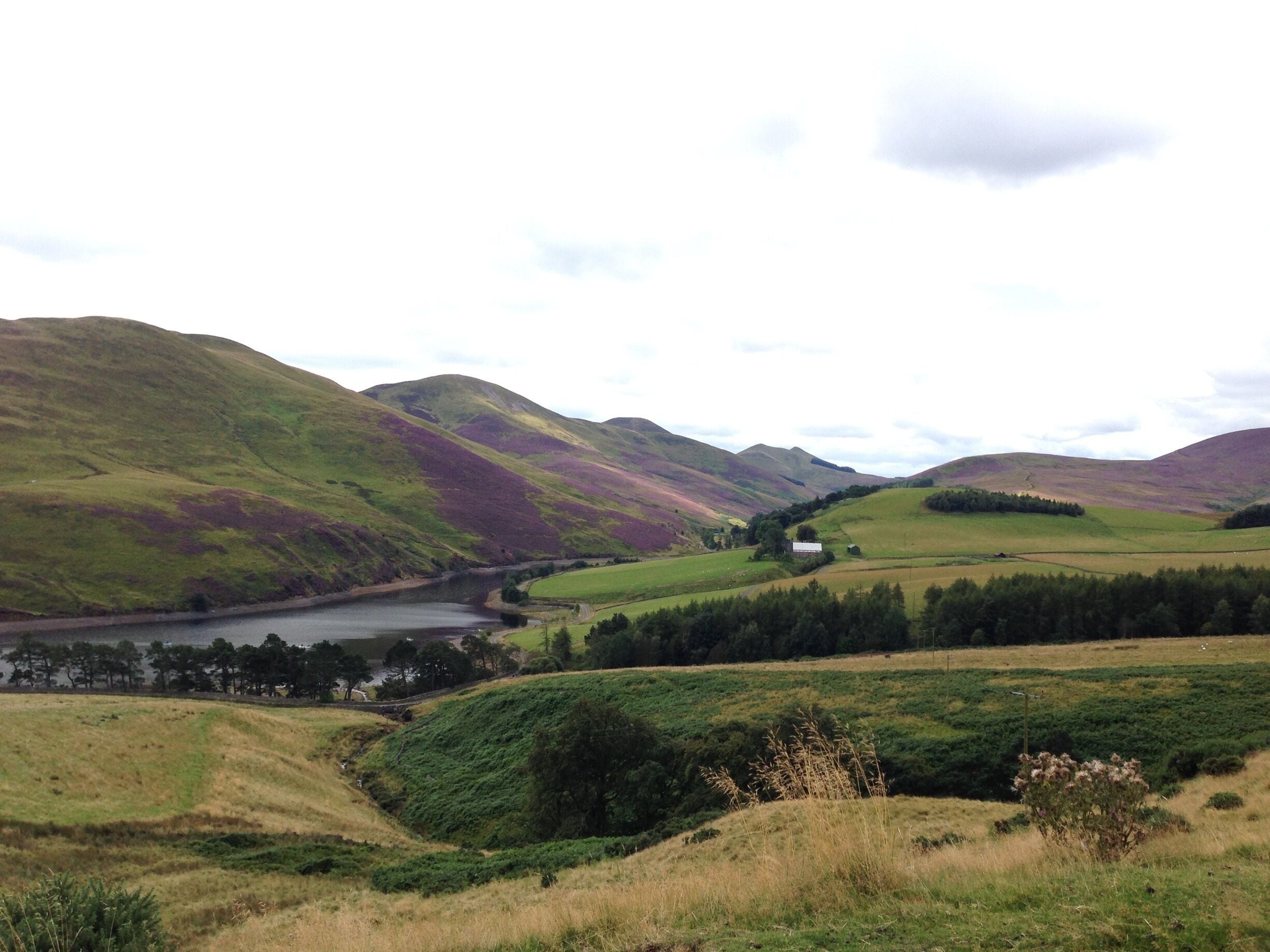 Heather in the hills