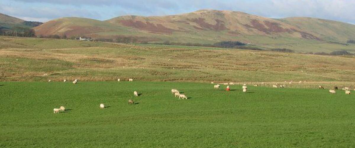 Whitfield. This is in the limestone bit of the Midlothian plateau, (though it is actually in Peeblesshire) There was a lot of quarrying here, and the map shows a quarry site here. Now it is a mix of rough and improved grazing on the edge of Auchencorth Moss. The give away that lime is present are the kilns dottes about.