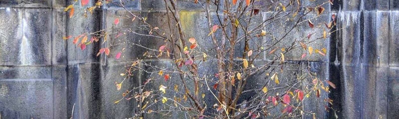 "Take it with you so you’ll always have a way to look back … and remember me".
-Beast. (The Beauty & The Beast).
•
Philadelphia, US.
•
#nikon #photographysouls #humanity