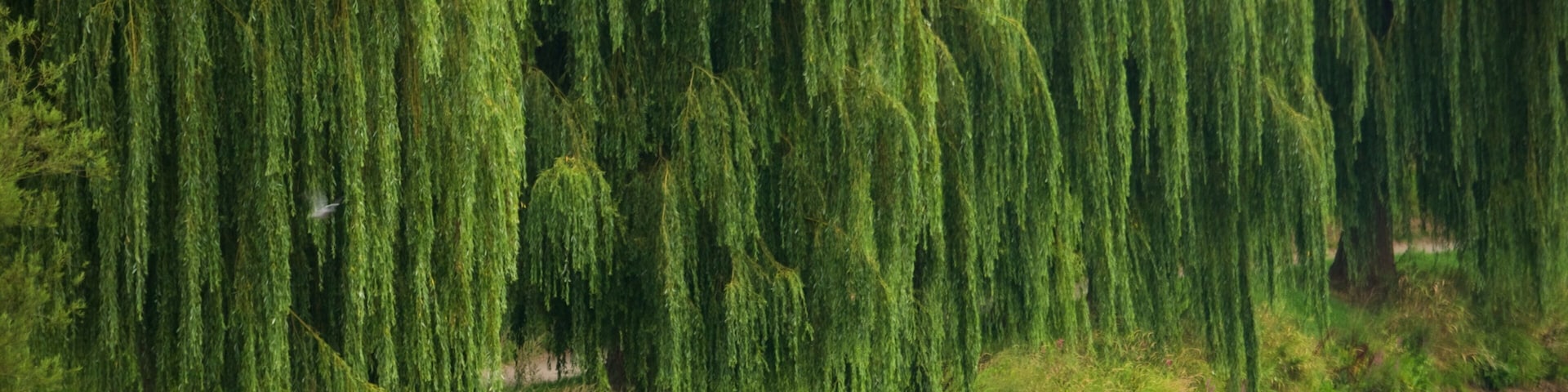 Diekirch featuring a river or creek