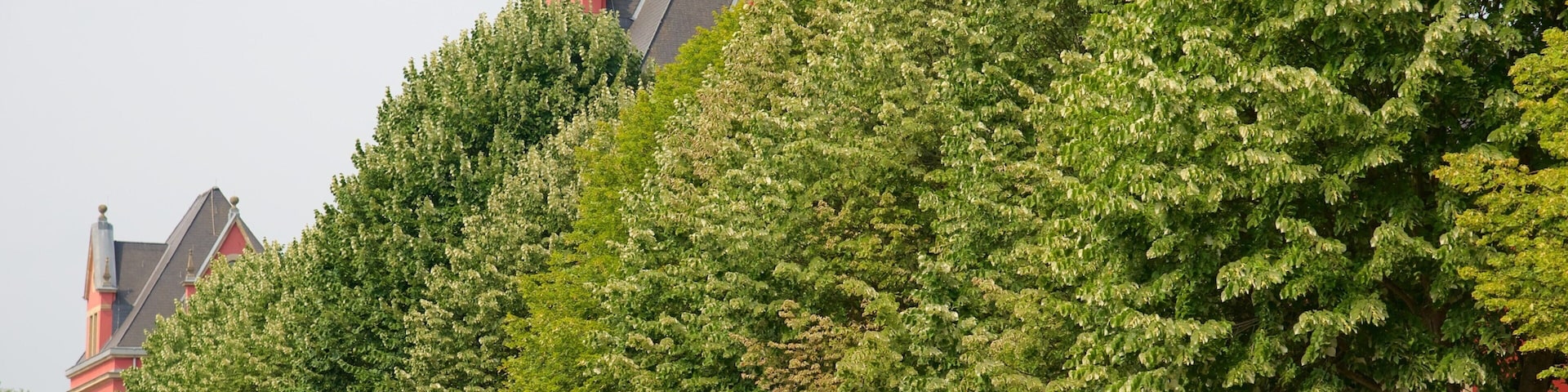 Diekirch featuring street scenes