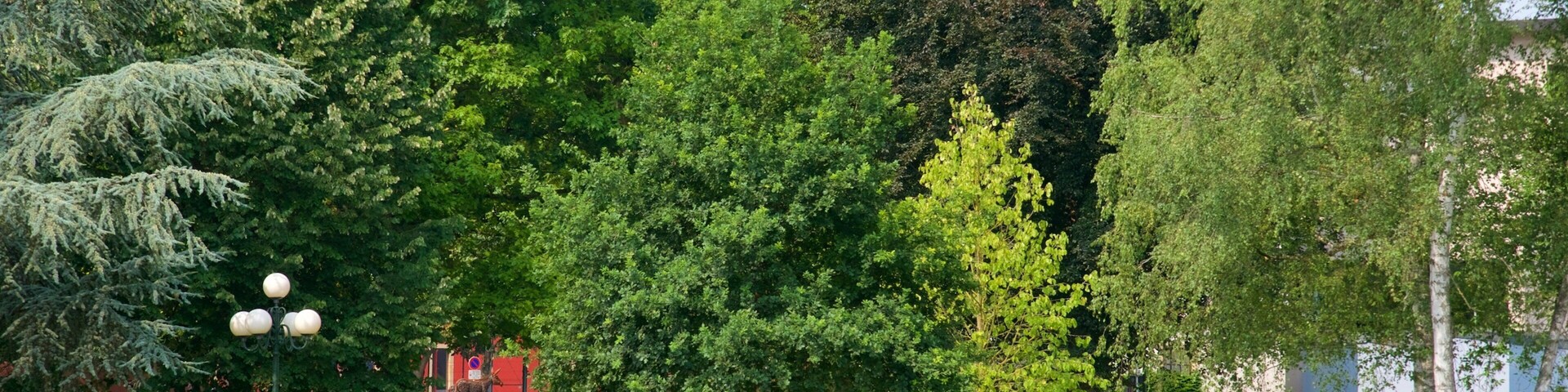 Un ciclista en un sendero rodeado de árboles verdes y un parque.