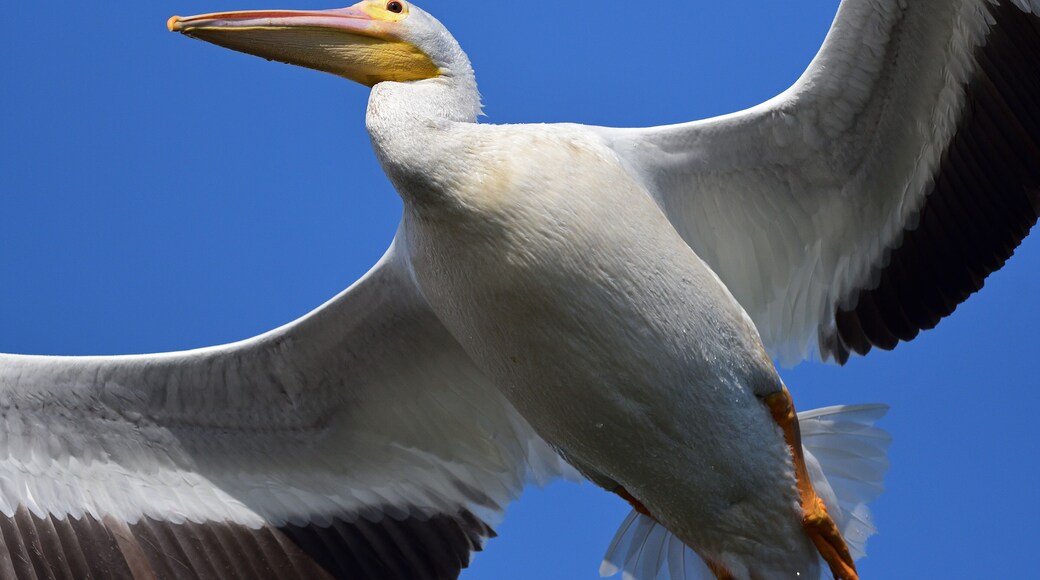 American White Pelican at the Bolsa Chica Ecological Reserve, Huntington Beach, CA