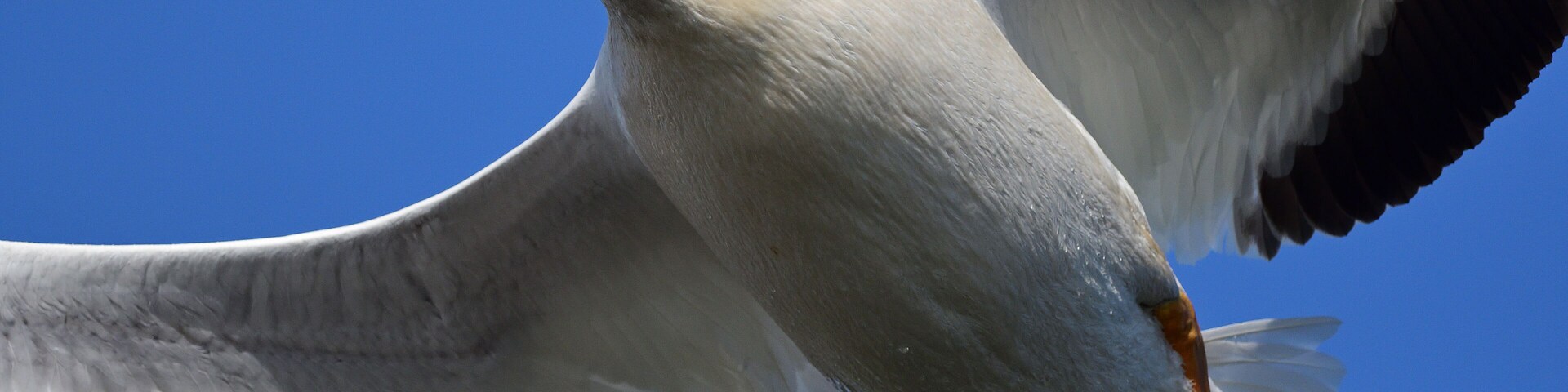 American White Pelican at the Bolsa Chica Ecological Reserve, Huntington Beach, CA